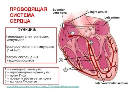 Роль проводящей системы