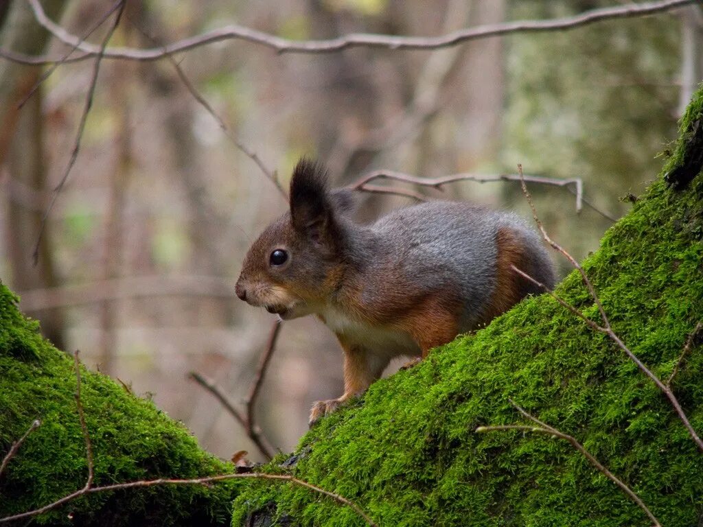 лугово пастбищный ландшафт. животные лесов и полей. лес с животными. животные лесов и полей. животные лесов и полей.