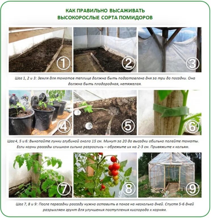 Температура для семян томатов. Посадка рассады в теплицу. Рассада в теплице из поликарбоната. Парник выращивать рассаду. Рассада помидор в теплице.