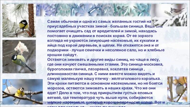 Рассказ о зимних птицах. Рассказ о жизни птиц зимой. Сочинение птицы зимой. Сочинение зимующие птицы.