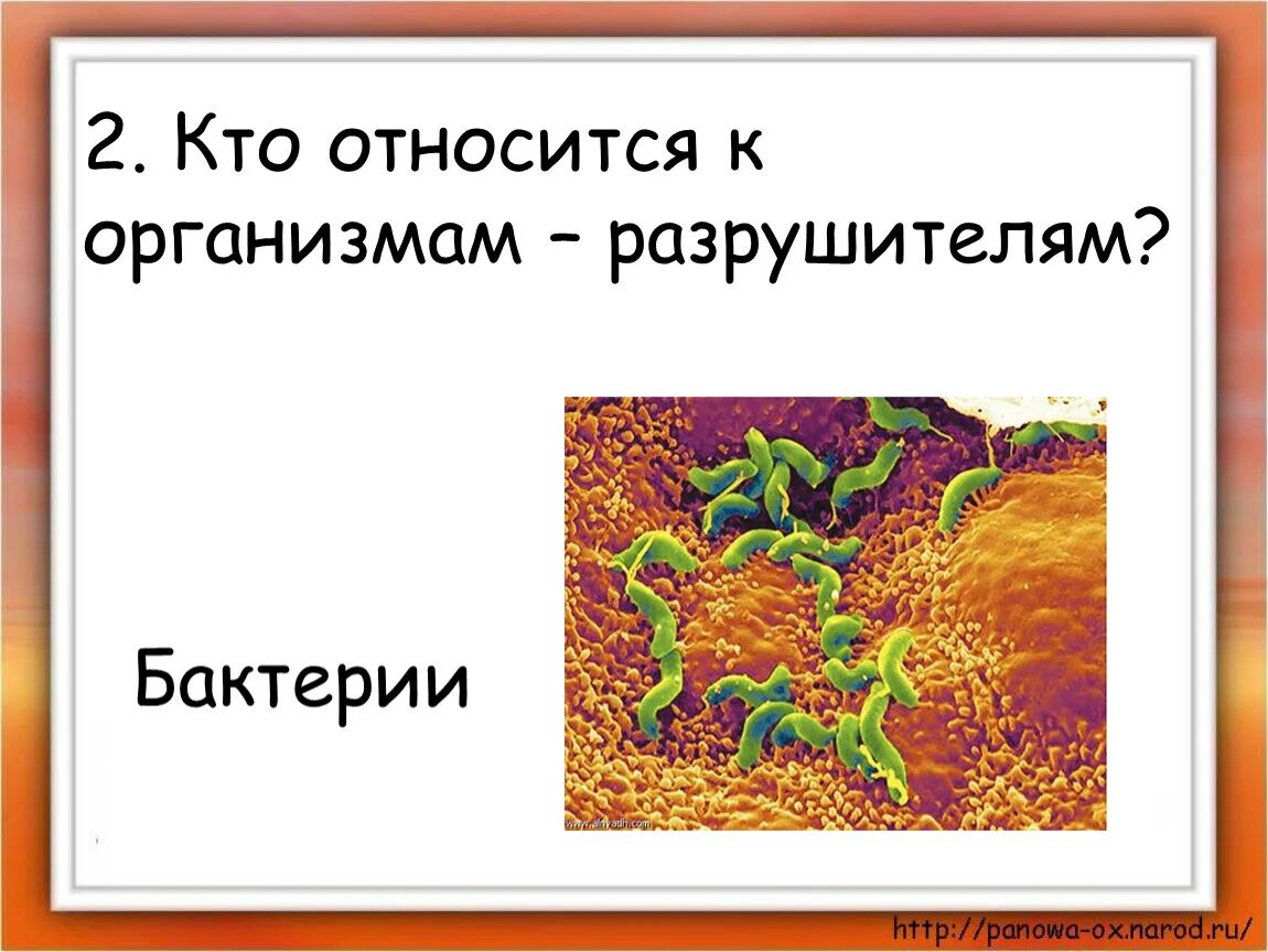 Организмы производители 3. Бактерии Разрушители. Кто относится к организмам разрушителям. Организмы Разрушители. Разрушители микроорганизмов.