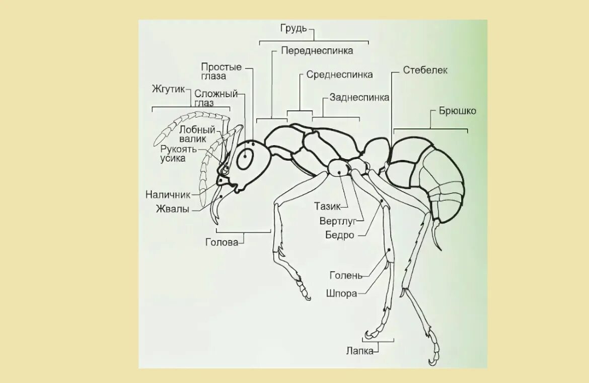 Внешнее строение муравья схема. Внутреннее строение муравья. Внутреннее строение муравья схема. Внешнее и внутреннее строение муравья.