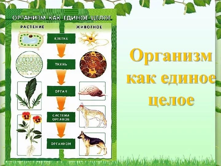 Растительный организм примеры. Организм как единое целое. Урок по биологии. Организм как единое целое 6 класс биология. Организм биологическая система 5 класс.