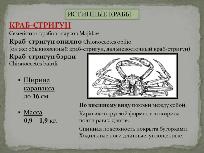 Анализ краба. Краб Стригун строение. Признаки краба. Crab симптомы.