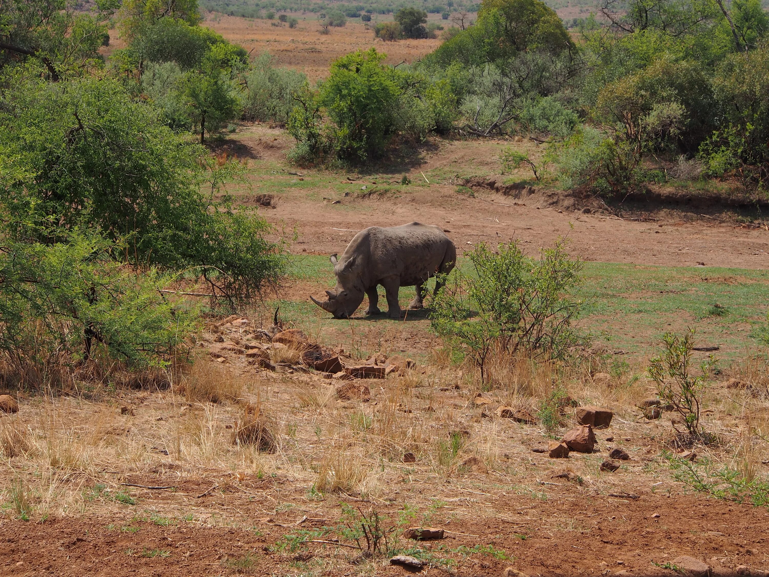 Elephant rhino. Пиланесберг сафари парк носорог. Африка Саванна носорог. Носороги сафари Африка. Слоны Африки заповедник Гарамба.