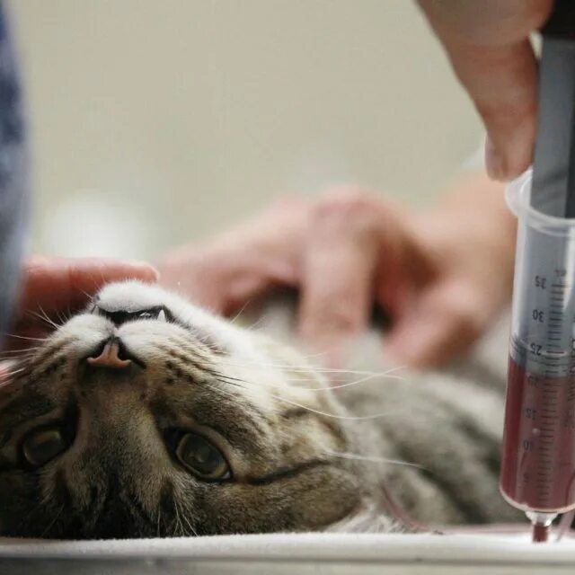 Внутреннее кровотечение у кошки. Переливание крови у кошек.