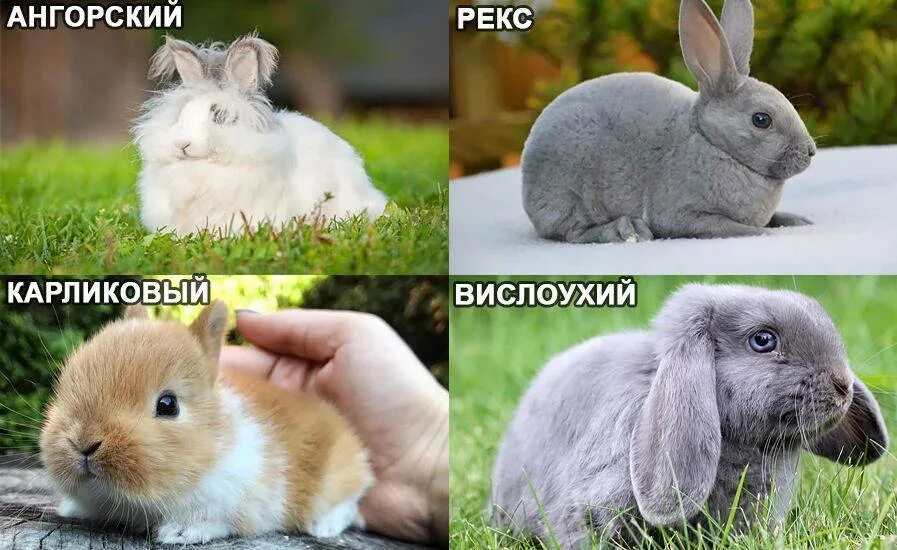 Как отличить карликового
