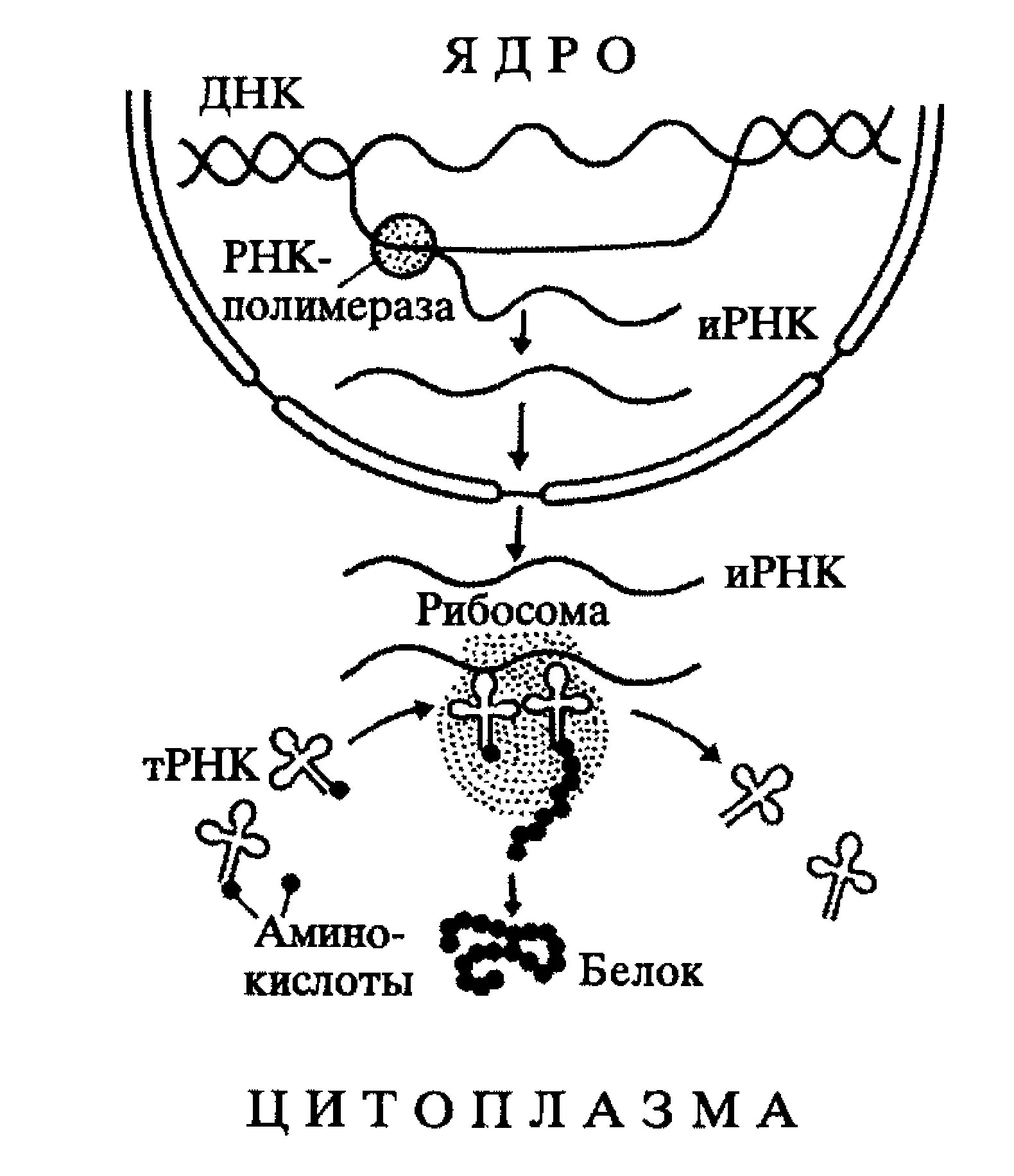 Трансляция Биосинтез белка схема. Схема синтеза белка в рибосоме. Биосинтез белка схема. Схема процесса транскрипции Биосинтез белка.