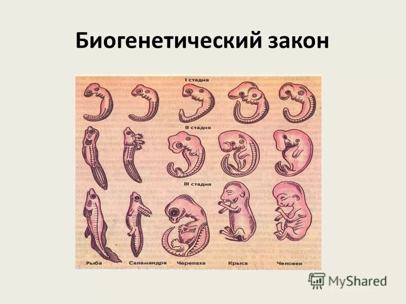 Биогенетический закон на примере позвоночных Доказательства проявления биогенетического закона на примере позвоночных