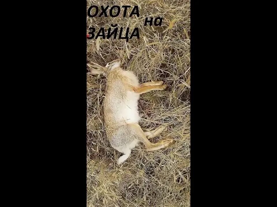Лиса охотится. За зайцем охотиться хитрая лисица голодный. Лиса гонится за зайцем. За зайцем охотиться хитрая лисица голодный. Лиса фото.