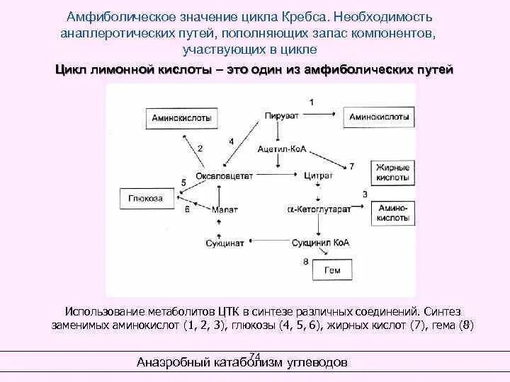 Функция цикла. Амфиболическая функция цикла кребса. амфиболические циклы биохимия. амфиболические пути метаболизма.