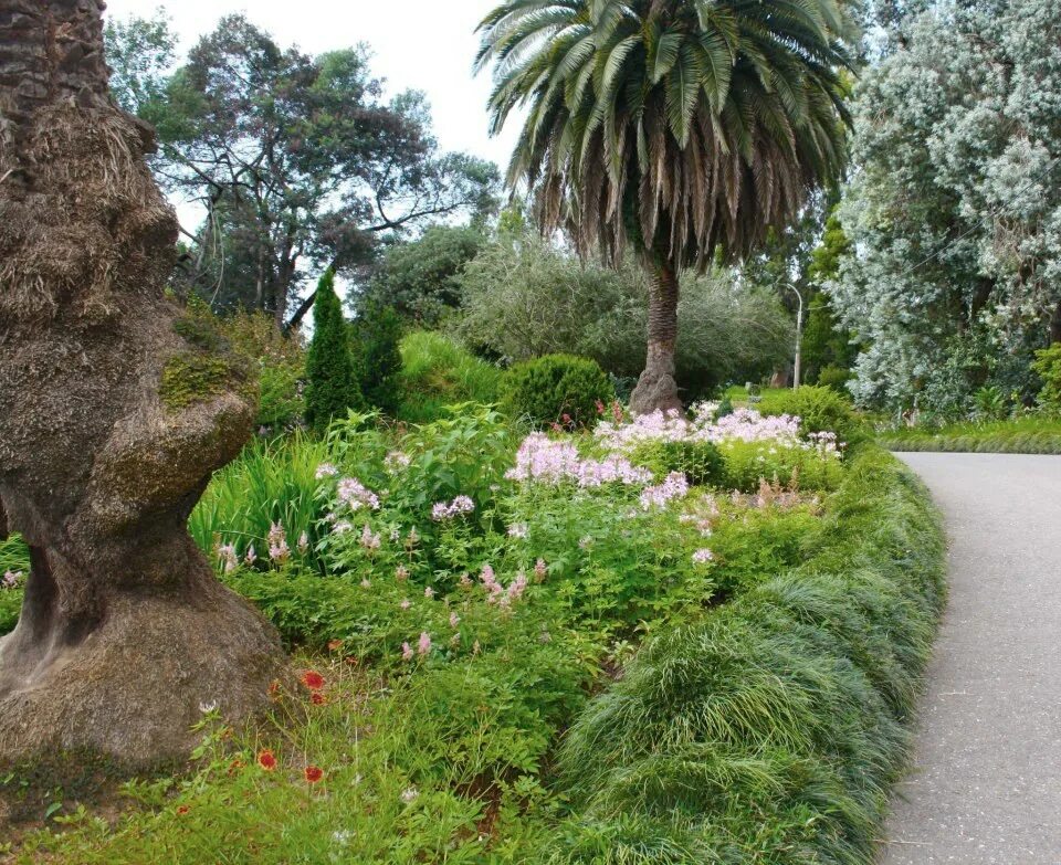 Gardens батуми. Ботанический сад грузия батуми. батумский ботанический сад грузия. зеленый мыс батуми ботанический сад. ботанический скд батуми.