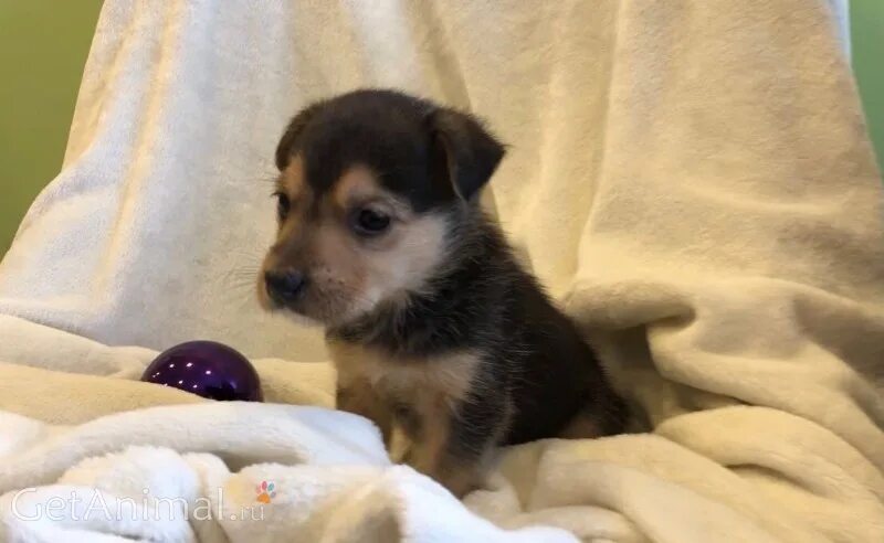 оба щенков. оба щенка. оба щенков. собака на траве. оба щенков.