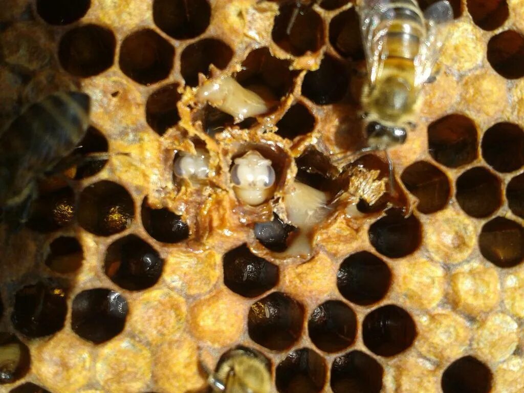 Как еще называют болезнь пчел. Европейский гнилец пчел. Мешотчатый расплод пчел. Американский гнилец пчел. Застуженный расплод пчел.