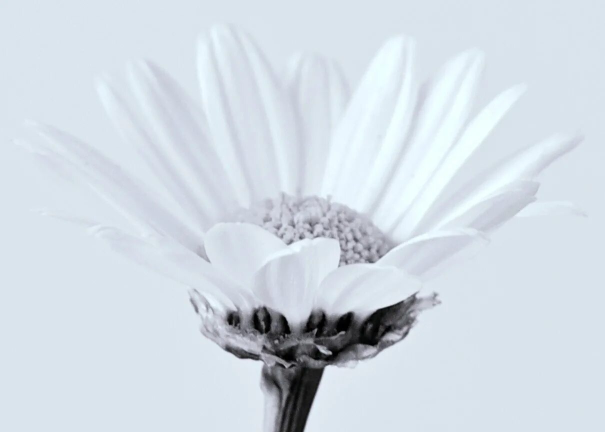 Ноги белый цветок. Белые цветы. Изящные белые цветы. Тематика белый цветок. Белые цветы похожие на маки.