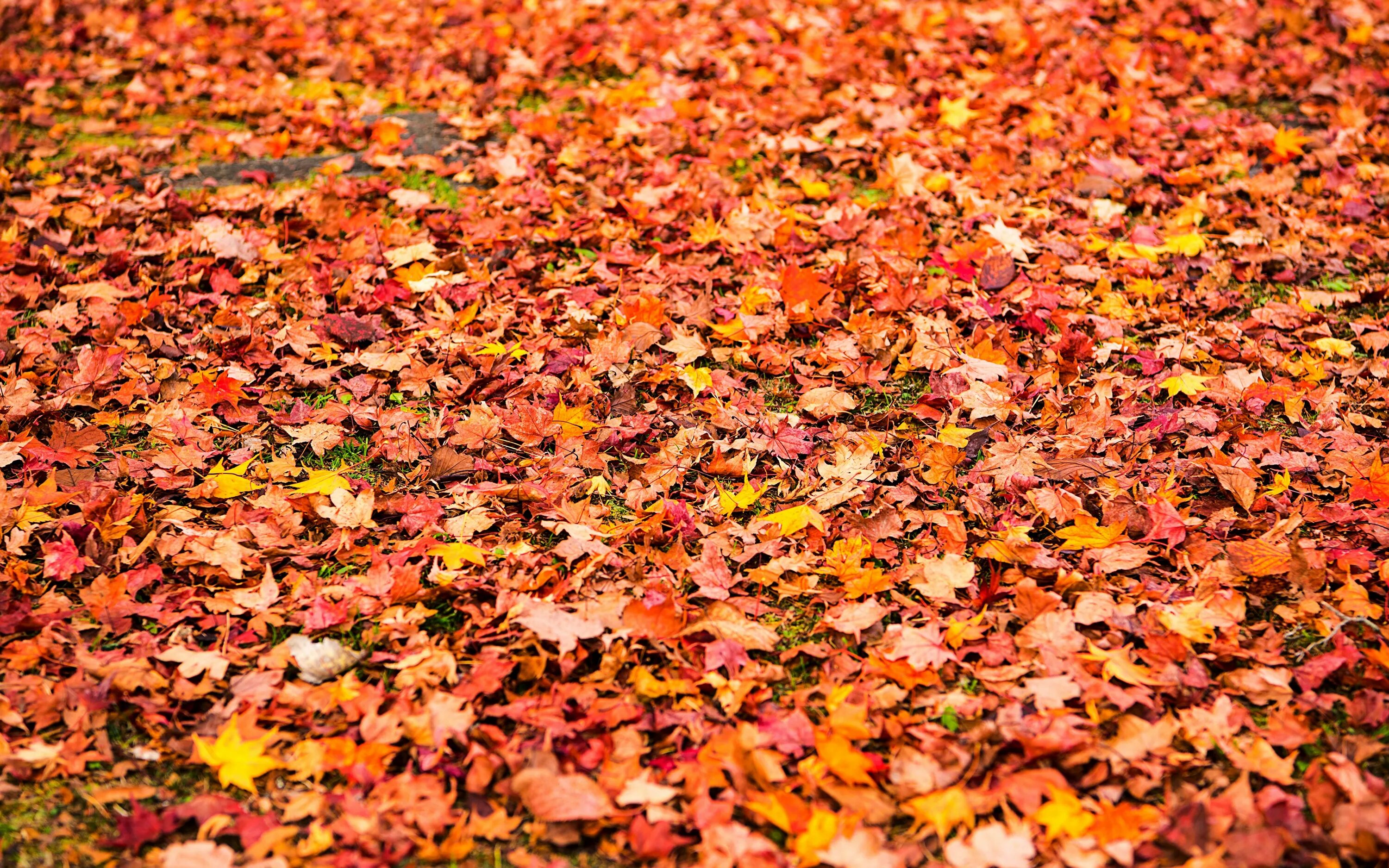 Много листвы. Много листвы. Осень листья. Желтый лист. Осенние листья куча.