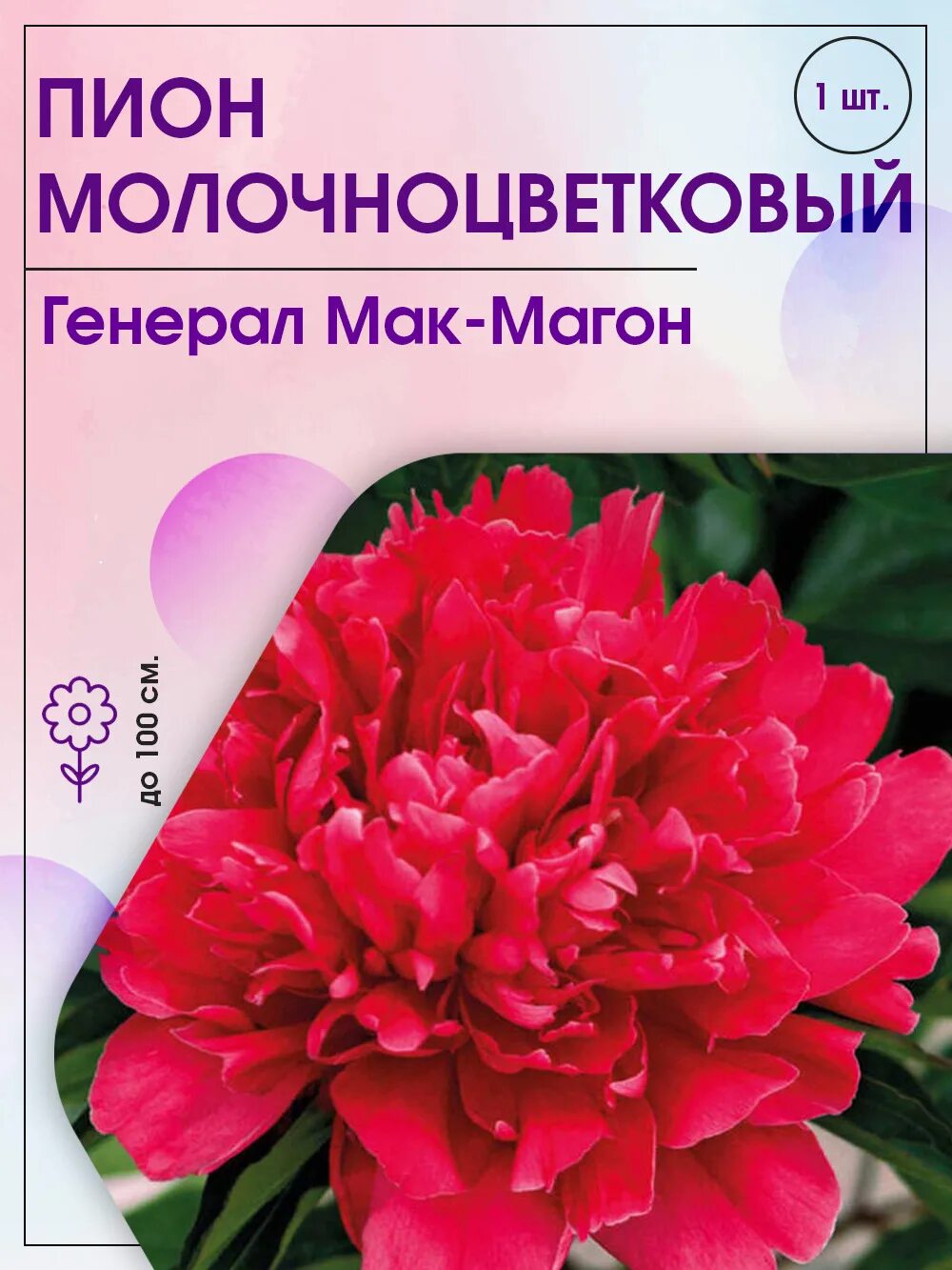 Garden Glory (Гарден Глори) - Махровые пионы