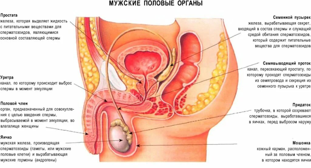 Что такое мужской пол