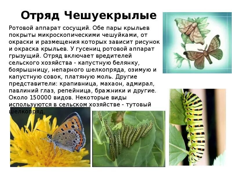 Чешуекрылые строение ротового аппарата. Отряд чешуекрылые крылья. отряд чешуекрылые размножение. отряд чешуекрылые капустная белянка конечности. отряд чешуекрылые капустная белянка отделы и форма тела крылья.