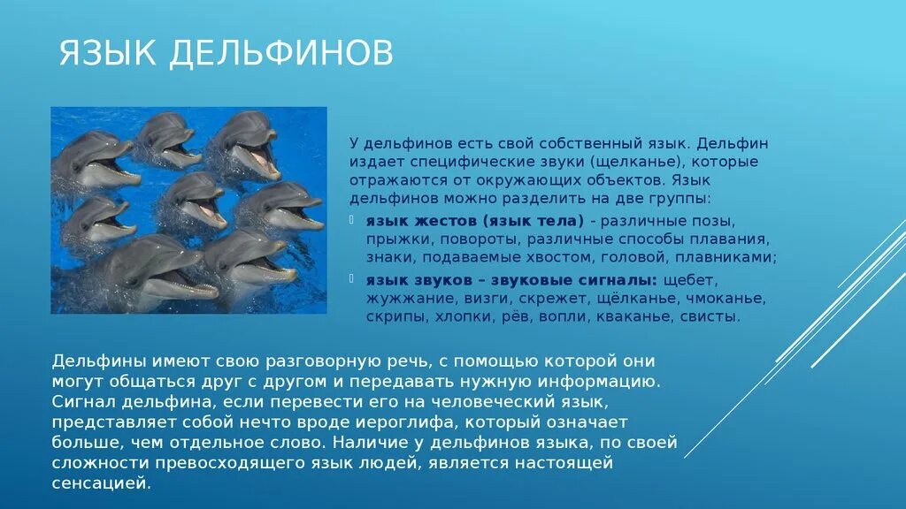 Удивительное щелканье заботятся о птенчиках ловкая обезьяна. Язык общения дельфинов. Как общаются дельфины. Какразговаривуют дельфины. Язык жестов дельфинов.