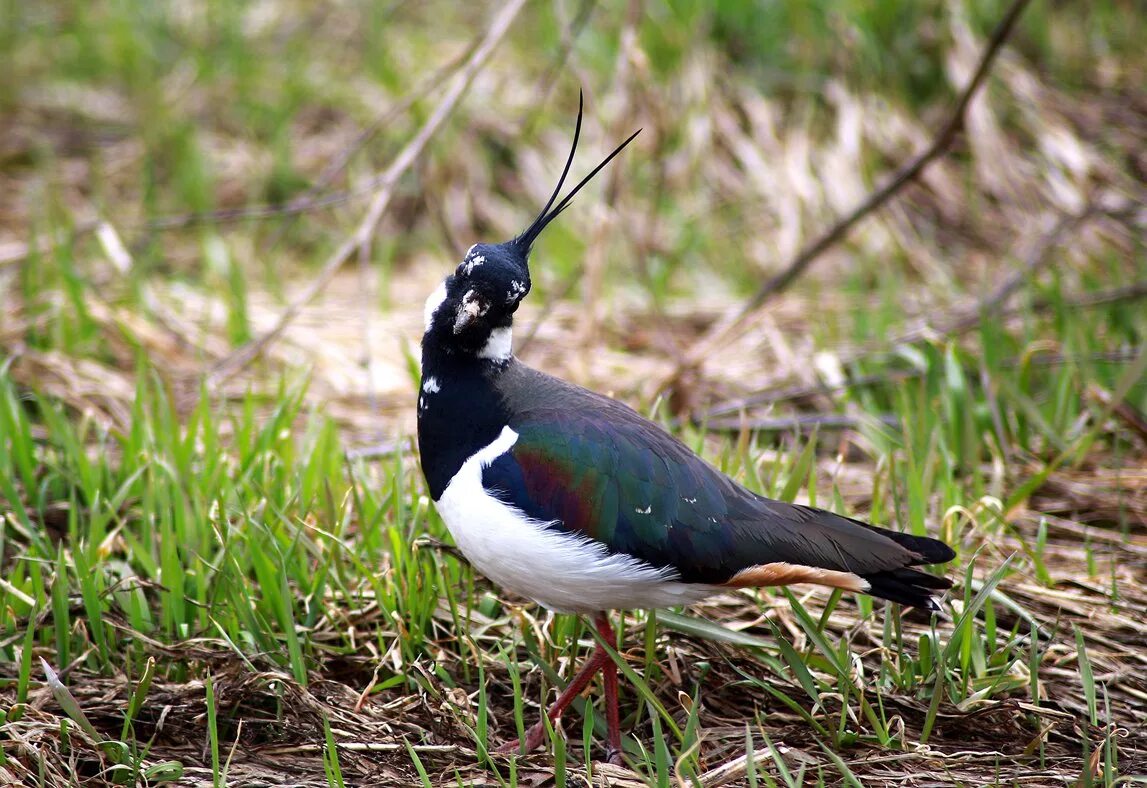 Кулик чибис фото. Птица чибис в тосненском районе. Чибис пигалица. Белый чибис. Чибис галина.