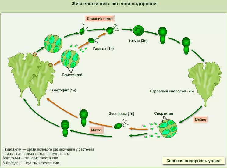 Преобладающее поколение у водорослей. Жизненный цикл развития водорослей. Цикл развития водорослей схема. Цикл развития ламинарии схема. Жизненный цикл зеленых водорослей схема.