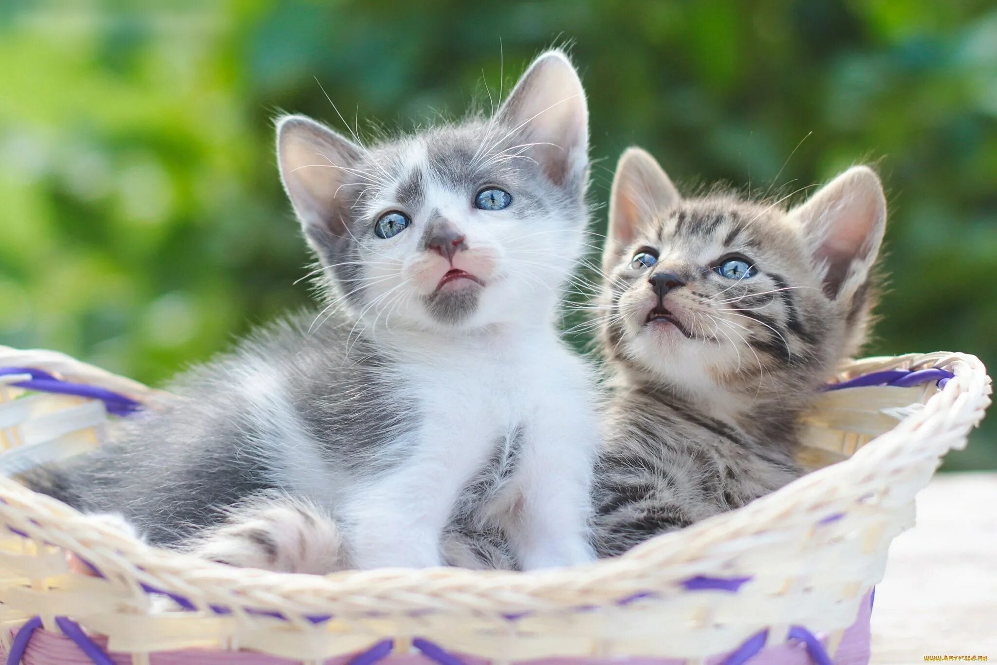 Котята фото. Красивые кошки. Разноцветные котята. Фото кошек и котят. Два котенка.