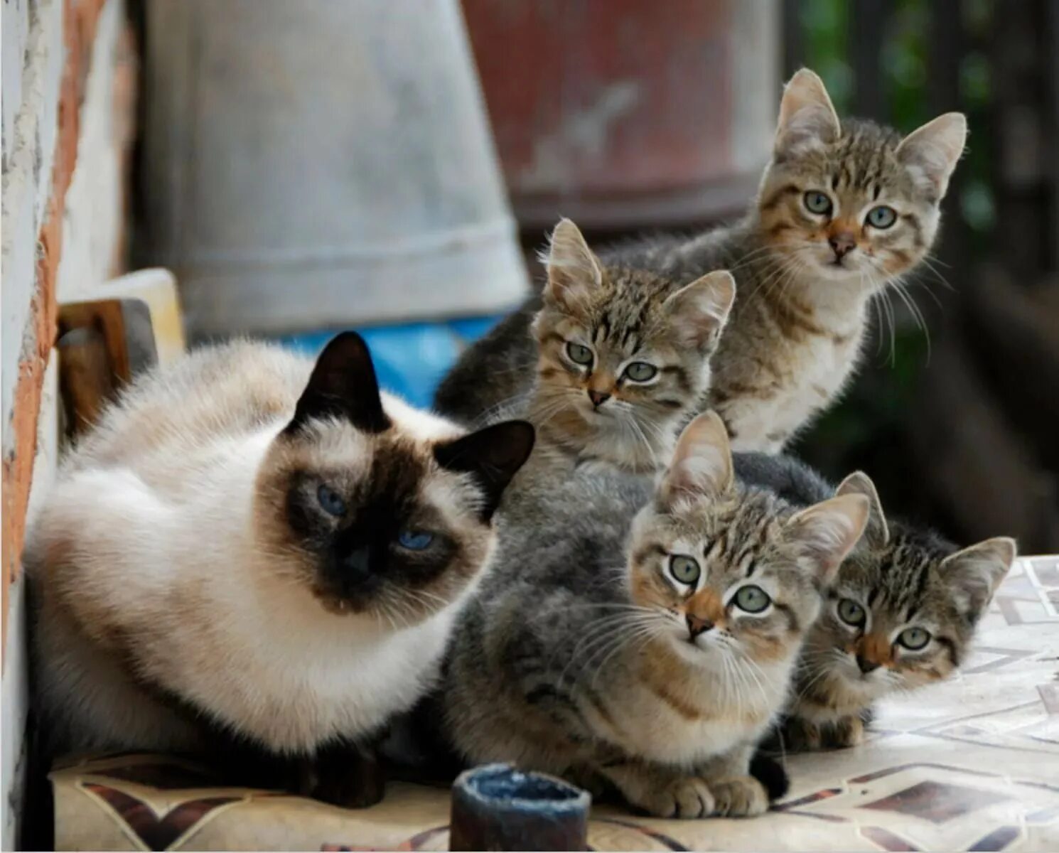 Кошка кошачий. Много кошек. Много котят. Несколько кошек. Пять кошек.