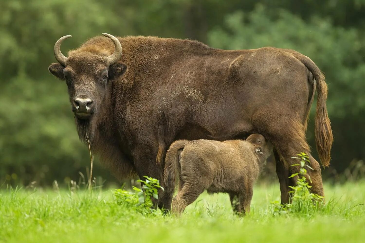 Зубр картинка. ЗУБР Bison bonasus. Европейский ЗУБР. ЗУБР (Европейский Бизон). Самка зубра.