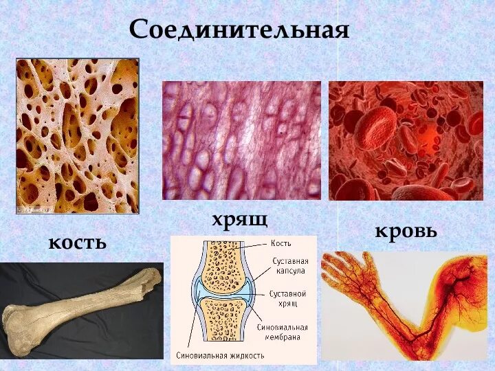 Костная соединительная ткань строение. Хрящевая и костная соединительная ткань рисунок. Строение костной соединительной ткани человека. Костная ткань в соединительной ткани человека.