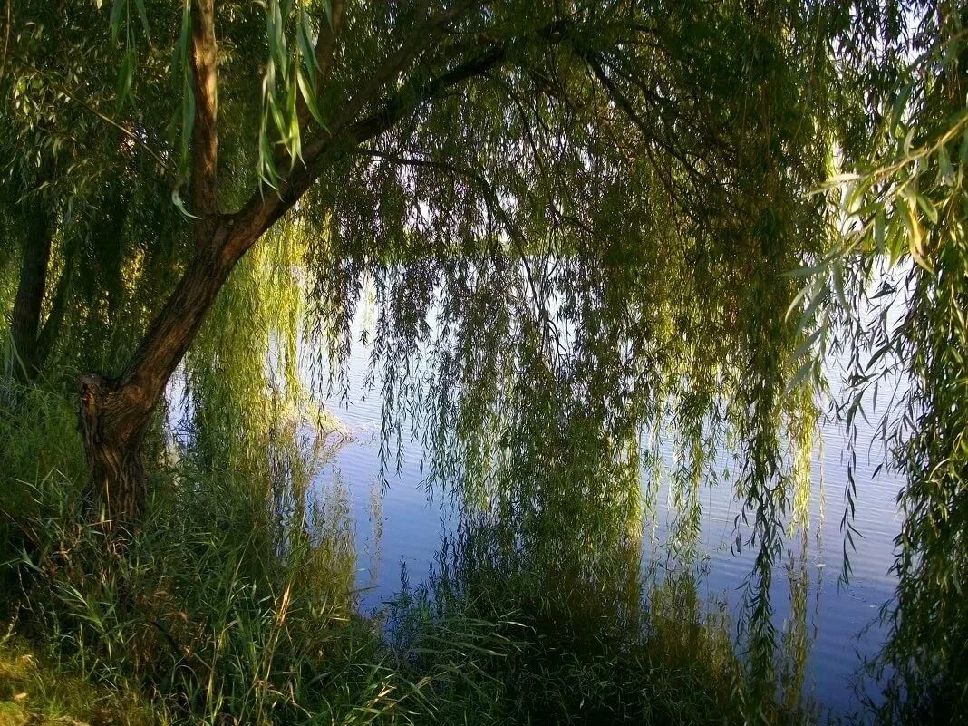 Склонилась тонкая