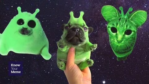 Green alien cat