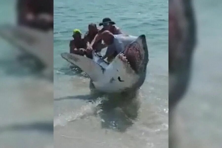 Акула спасла черепаху. Флорида акулы на пляже.