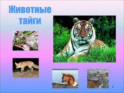 Окружающий мир животные тайги