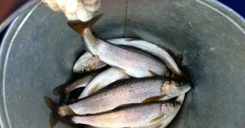 Белый байкальский хариус реальная рыбалка