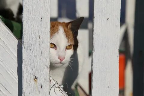 Кот новороссийск
