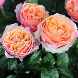 Rose edit