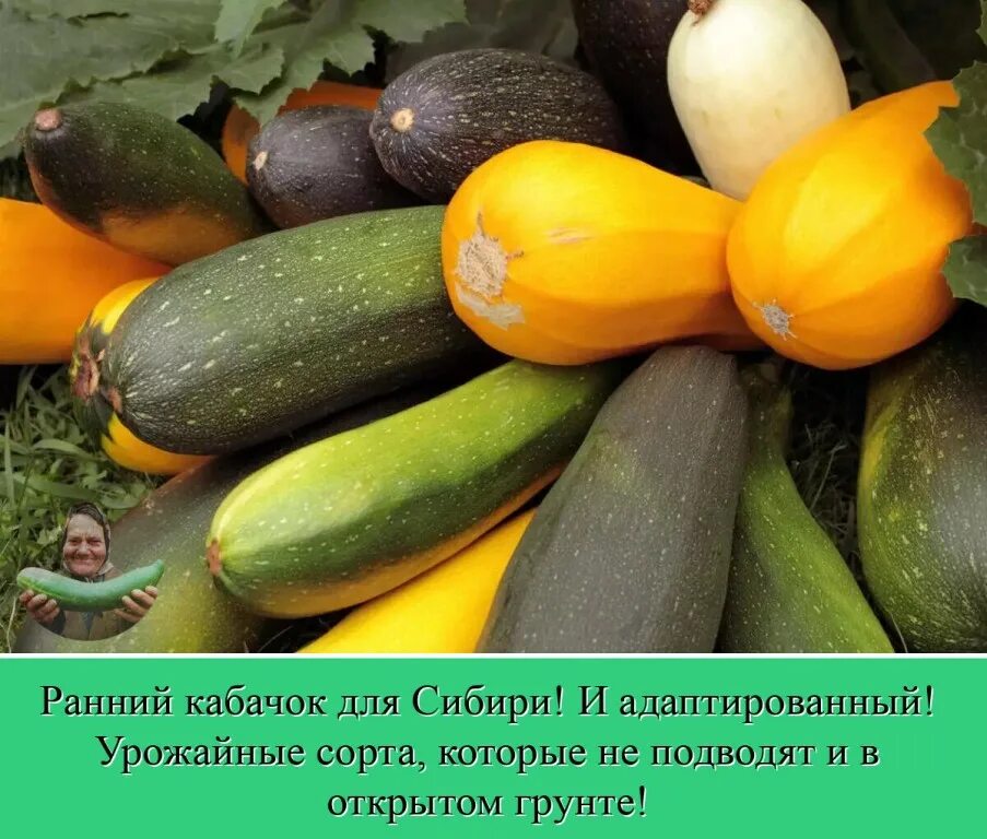 Какой сорт кабачков лучше. Кабачок. раннеспелые сорта кабачков для открытого грунта. цукини семена лучшие сорта. кабачки для сибири лучшие сорта.