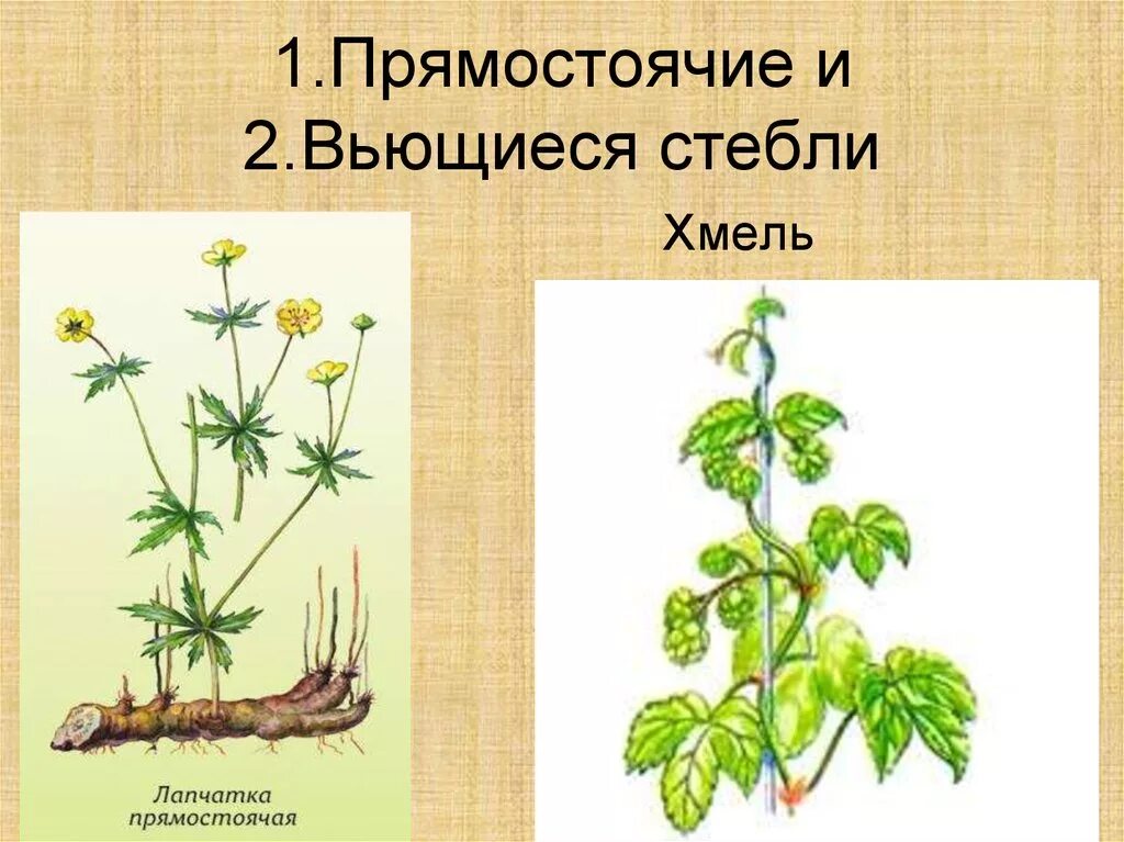 Растение имеющее ползучий стебель. Прямостоячий побег вьющийся побег. стебель растения прямостоячий ползучий вьющийся. вьющиеся прямостоячие. вьющиеся стебли.