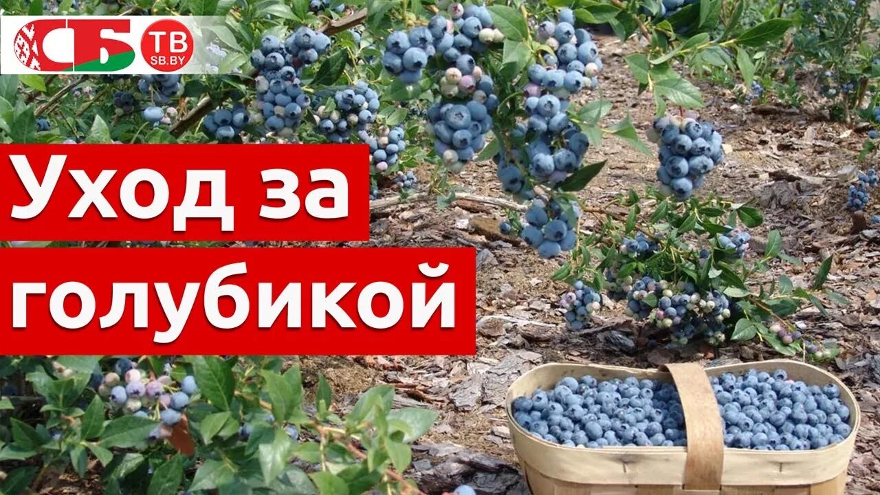 Уход за голубикой садовой весной. Посадка голубики. Голубика весной. Кусты голубики, сад голубики.