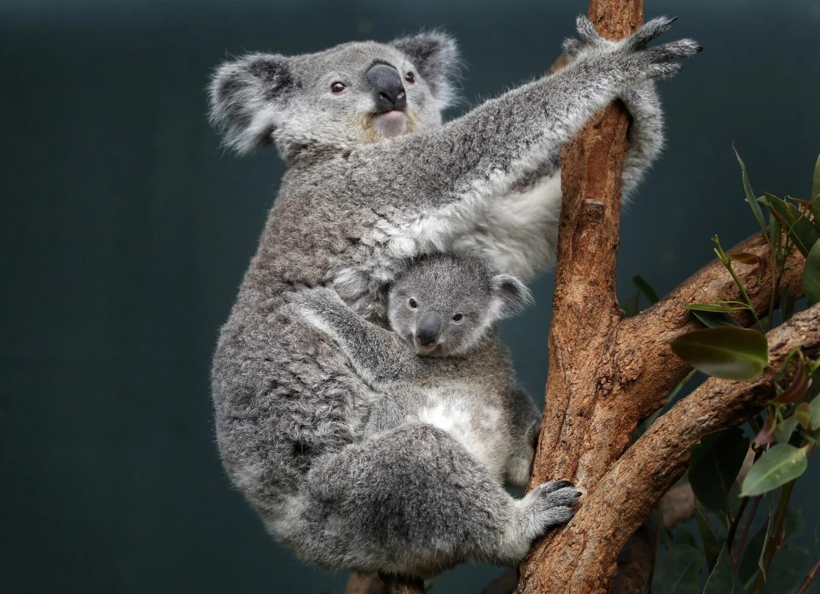 Коала мама. Сумчатые животные коала. Сумчатые животные Австралии коала. Коала сумчатая с детенышем. Коала и детеныш Австралия.