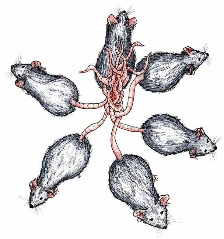 Топография внутренних органов крысы. Шесть крыс. Внутреннее строение кролика самки. Основной массу в клетке составляют. Мышь с человеческим ухом на спине.