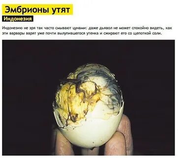 Зародыш утки