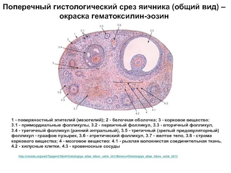 Строение первичного фолликула яичника. Клетки гранулезы в фолликулах. В срезе 5 фолликулов. Третичный фолликул яичника гистология. Поперечный срез яичника млекопитающего.