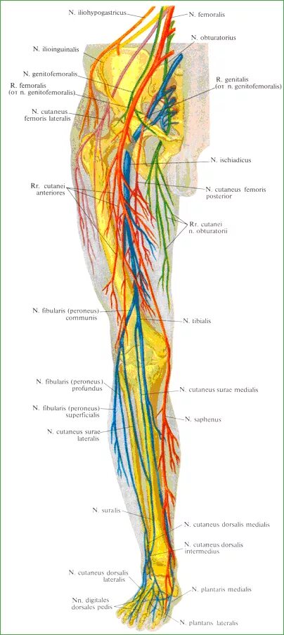 Нервы ноги. Анатомия нервов нижних конечностей. Крестцовое сплетение нервы нижней конечности. Нервная система нижних конечностей человека анатомия. Нервы нижней конечности анатомия топография.