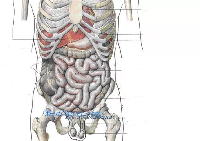 Расположение внутренних органов мужчины в брюшной полости. Анатомия человека внутренние органы брюшной полости. Строение внутренних органов человека брюшная полость с ребрами.