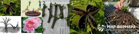 Как размножаются пионы семенами