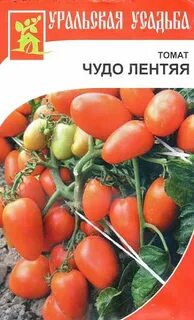 Сорт томатов чудо лентяя отзывы