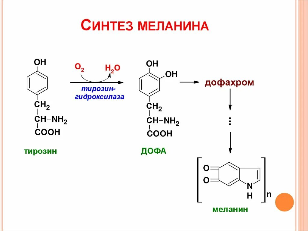Для чего нужен синтез. Схема синтеза меланина биохимия. Синтез меланинов из тирозина. Схема синтеза меланина из тирозина. Синтез меланина из тирозина биохимия.