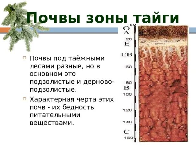 Для природной зоны тайги характерны. Дерновотподголмстая почва природная зона. Дерново-подзолистые природная зона. Дерново-подзолистые почвы природная зона. Почвы таежно-Лесной зоны.